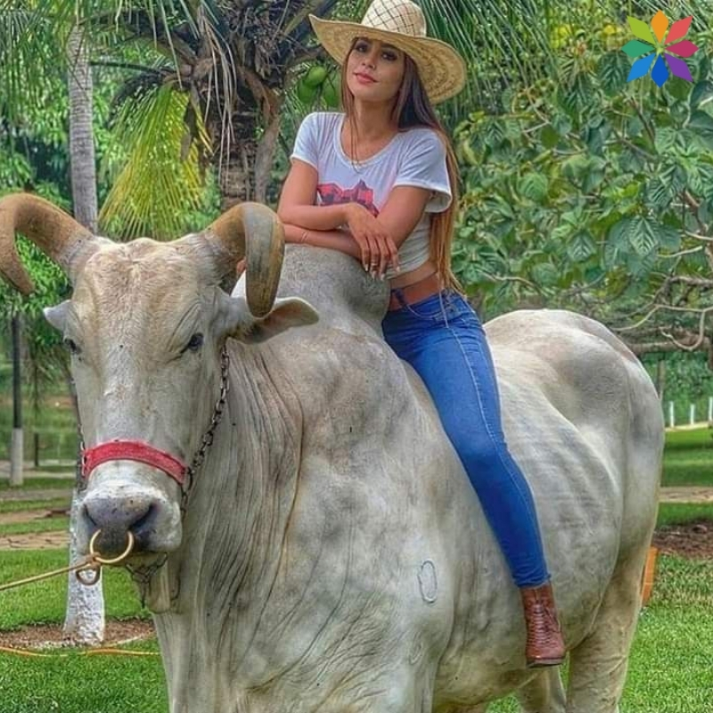 Bull Riding Captions For Instagram