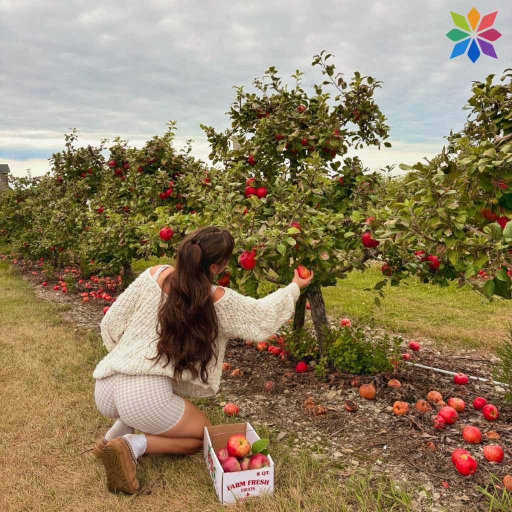 Apple Picking Instagram Captions
