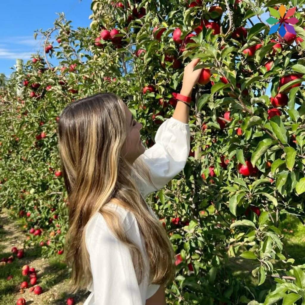 200+ Apple Picking Captions For Instagram That Celebrate Fall Fun and Friendship 15 Apple Picking Captions For Instagram